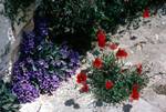 Poppies & Purple Bells, Alonissos, Greece