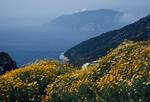 Yellow Margts., Alonissos, Greece
