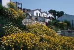 Yellow Margts. & Houses, Alonissos, Greece