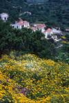 Yellow Margts. & Houses, Alonissos, Greece