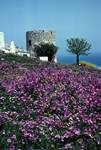 Purple Mallow & Tower, Alonissos, Greece
