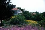 Yellow & Purple Flowers, House, Alonissos, Greece