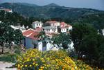 Yellow Flowers & Houses, Alonissos, Greece