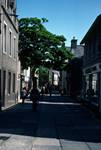Street Scene, Tree, Orkney - Kirkwall, Scotland