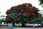 Red Bottle Brush Tree, Ponto Delgado, Portugal - Azores