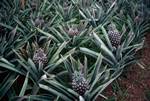 Pineapples Growing, Sao Miguel, Portugal - Azores