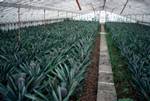 Pineapples Growing in Greenhouses, Sao Miguel, Portugal - Azores