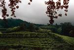 Tea Plantation, Cha Garreana, Portugal - Azores