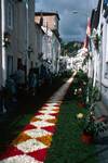 Floral Carpet, Povocao, Portugal - Azores