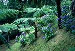 Tree Ferns & Blue Hydrangea, Terra Nostra Park, Portugal - Azores