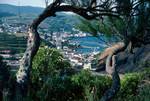 Town from Crooked Tree, Horta, Portugal - Azores