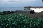 Roof Shaped for Water-Gathering, Maize, Porto S Mateus, Portugal - Azores