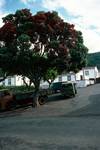 Bottle Brush Tree & Road, Porto S Mateus, Portugal - Azores