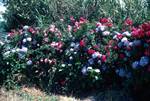 Hedge, Hydrangea & Roses, Near Horta, Portugal - Azores