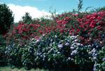 Hedge - Roses & Hydrangea, Near Horta, Portugal - Azores