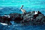 Pelican, Rock, Sally Lightfoots, Galapagos, Plaza Las Bachas, Ecuador