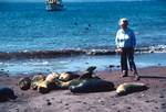 Group of Sea Lions & Anna, Galapagos, Jervis, Ecuador