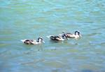 Lagoon, 3 Pintail Ducks, Galapagos, Jervis, Ecuador