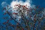 Red Flowered Tree (Eretrina), Galapagos, James, Ecuador