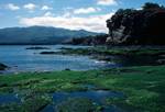 Seaweed, Rock Pools & Rocks, Galapagos, James, Ecuador