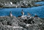 2 Pelicans & BF Booby, Galapagos, James, Ecuador