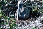 Pelican on Nest, Galapagos, Isabella, Ecuador