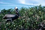 Pelican, Galapagos, Isabella, Ecuador