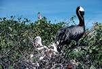 Isabella Island - Pelican with Young, Galapagos Islands, Ecuador