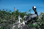 Pelican on Nest with Young, Galapagos, Isabella, Ecuador