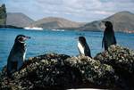 Penguins, Galapagos, Bartolome, Ecuador