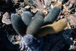 Lava Cactus, Galapagos, Bartolome, Ecuador