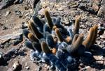 Bartolom?? - Lava Cactus, Galapagos Islands, Ecuador