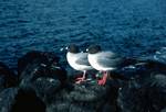 2 Swall T Gulls, Galapagos, Seymour Norte, Ecuador