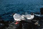 Seymour Norte - Swallow-Tailed Gulls, Galapagos Islands, Ecuador