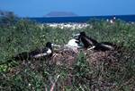 Frigate Birds on Nests, Galapagos, Seymour Norte, Ecuador