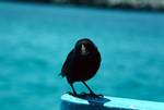 Black Finch, On Board, Ecuador