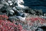 Lava Gulls on Nest, Galapagos, Plaza Sur, Ecuador