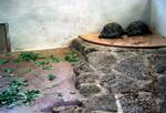 Darwin Research Centre - Young Tortoises, Galapagos, Santa Cruz: Puerta Ayora, Ecuador