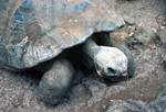 Darwin Research Centre - Giant Tortoises, Galapagos, Santa Cruz: Puerta Ayora, Ecuador