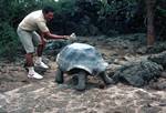 Giant Tortoise & Antonio, Galapagos, Santa Cruz: Puerta Ayora, Ecuador
