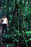 Indian Guide & Tree Roots, Jaguar Lodge, Ecuador