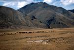 Train Puno to Cuzco - Cattle, Altiplano, Peru