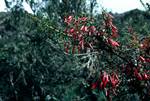 Bush, Red Flowers, Beyond Sayamarca, Peru