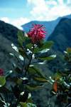 Pink Flower, Inca Trail, Peru
