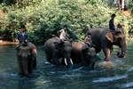 Elephants in River, Elephant Park, Thailand