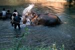 Elephants Being Washed, Elephant Park, Thailand