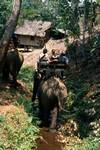 Elephant Ride, Near Chiangmai, Thailand