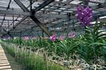 Row of Purple Orchids, Orchid Farm, Thailand