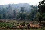 Bullocks Grazing, Between Villages, Thailand
