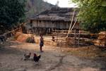 Hut, Child, Hens & Chicks, Lahu / Karen Village, Thailand